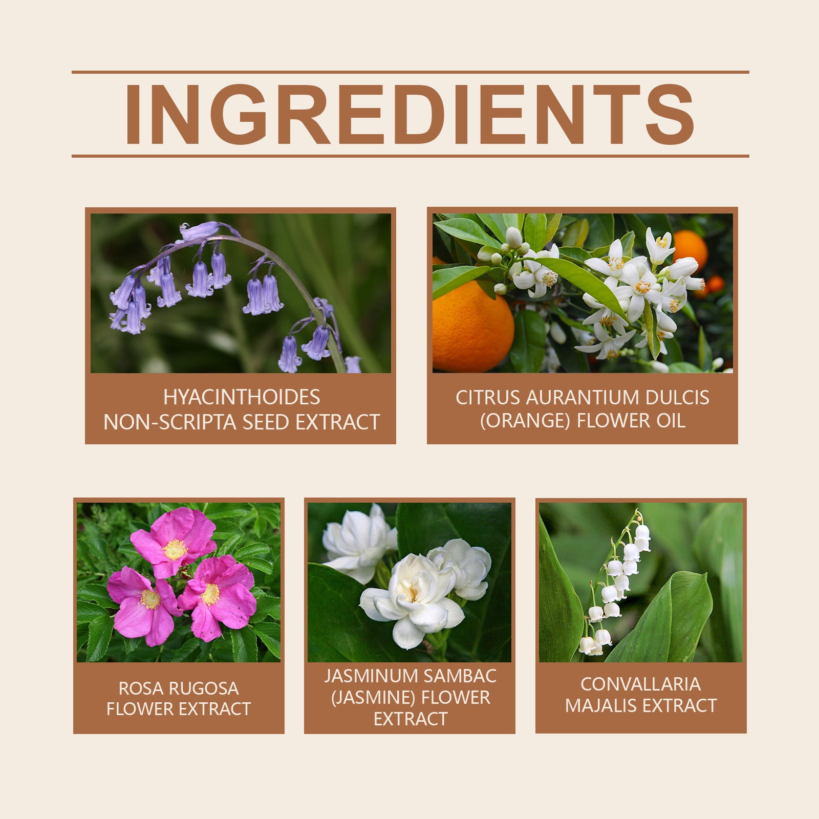 Bellflower Perfume For Women Mild Lasting Fragrance Bellflower Fragrance Fresh And Elegant Charm Dating Perfume - E-Esther Clothing Store